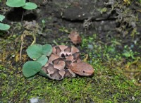 Copperhead 대 Water Snake:식별 및 안전 가이드 